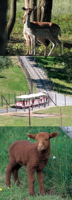 Photo du parc animalier, les animaux et le train